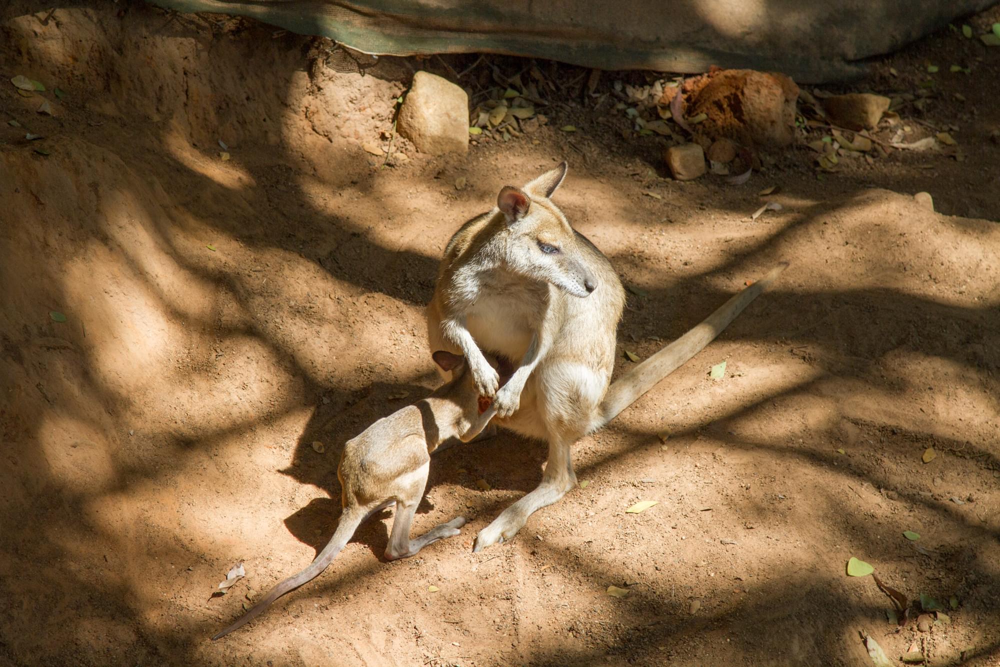 04_20150813   AUS 492   Kuranda